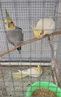 عروس هلندی