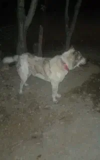 سگ گله و مزرعه