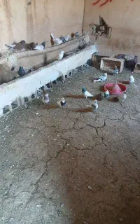 کبوتر