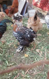 مرغ تخم گذار
