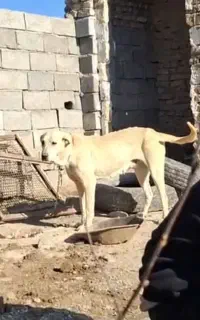 سگ پژدر