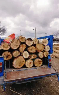 خرید درخت