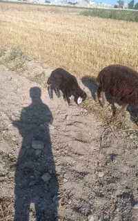 بره بختیاری