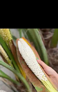 گرده نخل(تقویت قوای جنسی و افزایش اسپرم مردان )