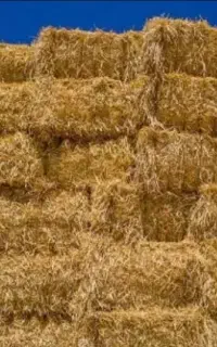 کاه گندم