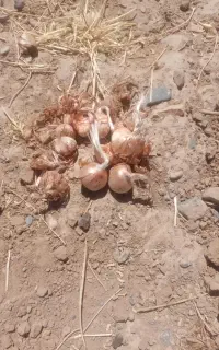 پیاز زعفرون فروشی