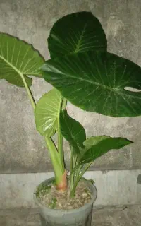 گل بابا ادم غول اسا