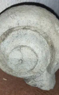 فسیل