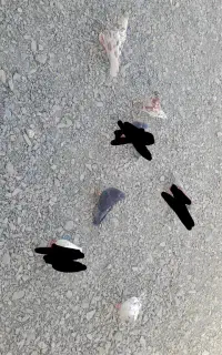 چندعدد کبوترپرشی دونه ای ۳۰۰