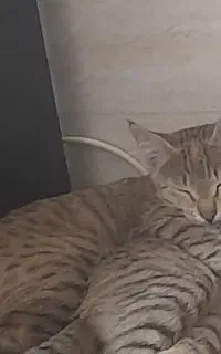 گربه گمشده