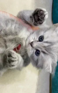 بچه گربه اسکاتیش