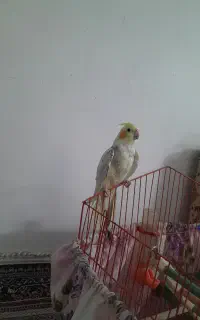 عروس هلندی