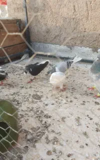 کبوتر پرشی و جوجه کشی