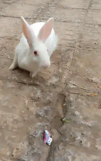 خرگوش خونگی معاوضه