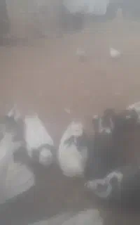 فروشی