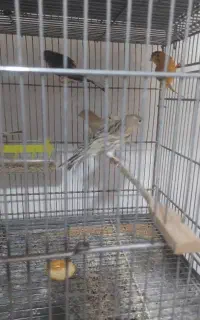 قناری رسمی
