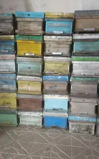 کلنی دست دوم