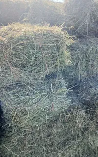 بیده بردسیر خشک درجه یک
