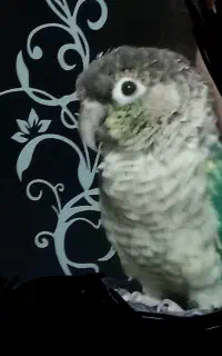 طوطی گرنچیک