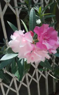 3خرزهره وارداتی زیر قیمت همه جاتوضیحات خوانده شود