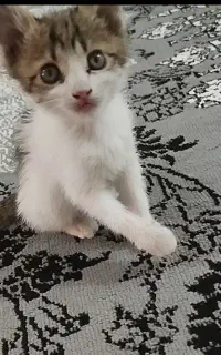 گربه گمشده