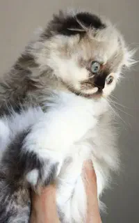 گربه اسکاتیش فولدماده