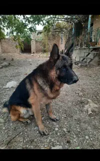 ژرمن نر