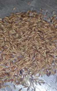 فروش شلتوک بذری