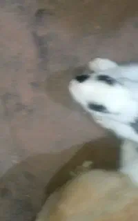 خرگوش دم پهنه