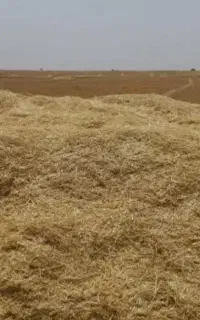 فروش کاه