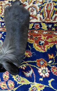 خرگوش