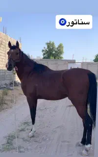 نریون یک سر
