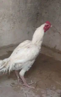 خروس