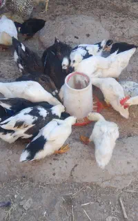 اردک مرغ و خروس