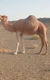 لوک