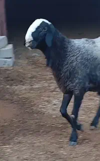 قوچ شال اصیل اصیل