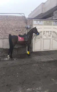 اسب عرب