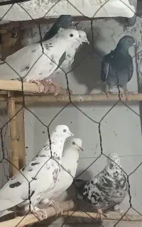 کبوتر مایه ساعت سنگین