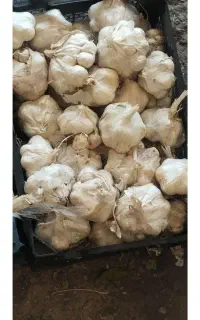 سیر تازه صدکیلویک جا