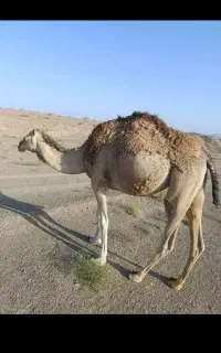شترفروشی