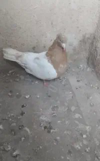 ماده کاکلی گرفته شده