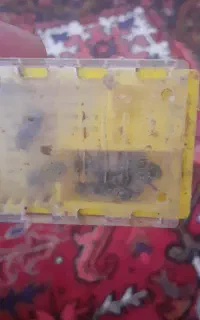 ملکه کارنیکا زنبور عسل
