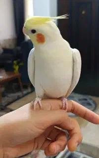 عروس هلندی گمشده