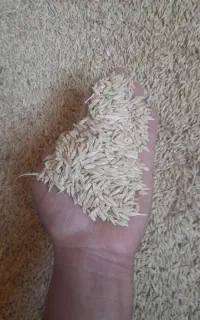فروش جو درجه 1 بذری