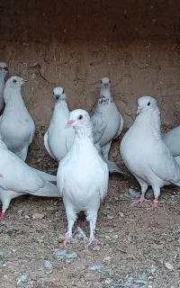 کبوتر