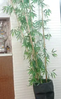 گل وگلدان