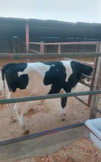 گوساله نر