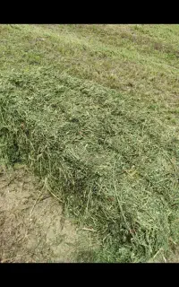 یونجه