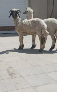 بره نروماده چاق