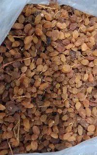 کشمش آفتابی